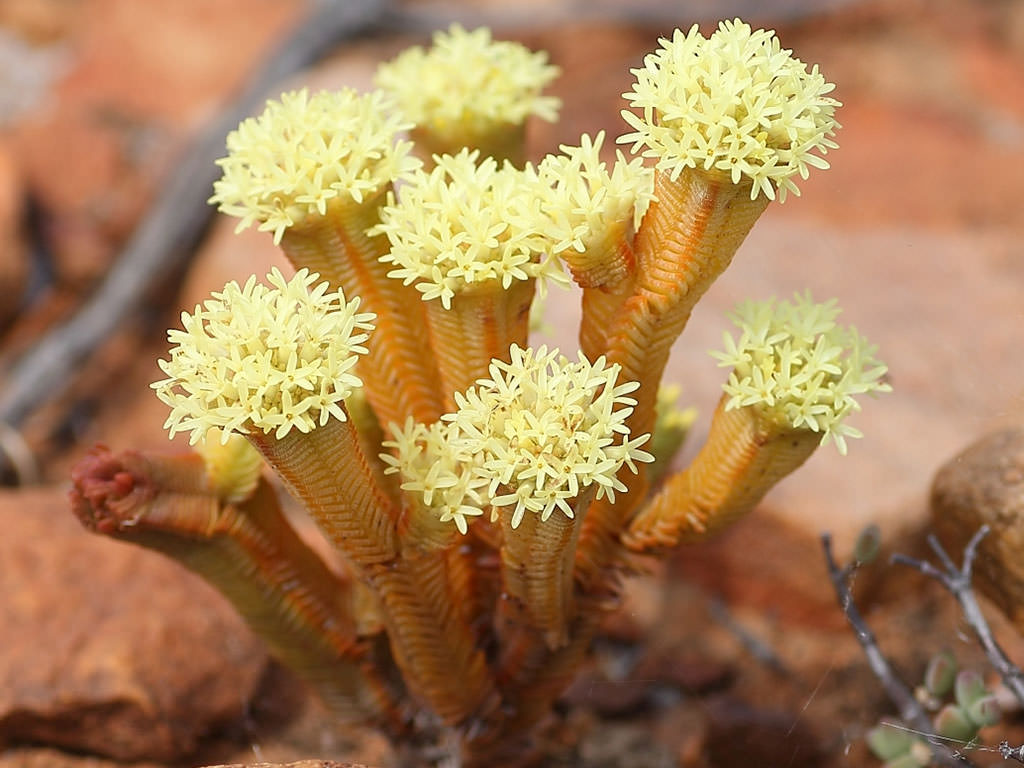 Crassula pyramidalis (Pagoda Mini Jade)