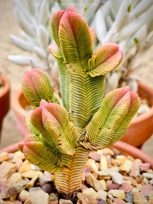 Crassula pyramidalis (Pagoda Mini Jade)