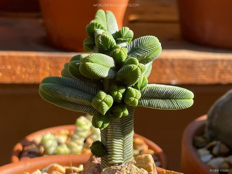 Crassula pyramidalis (Pagoda Mini Jade)