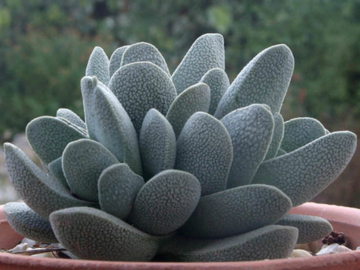 Crassula tecta