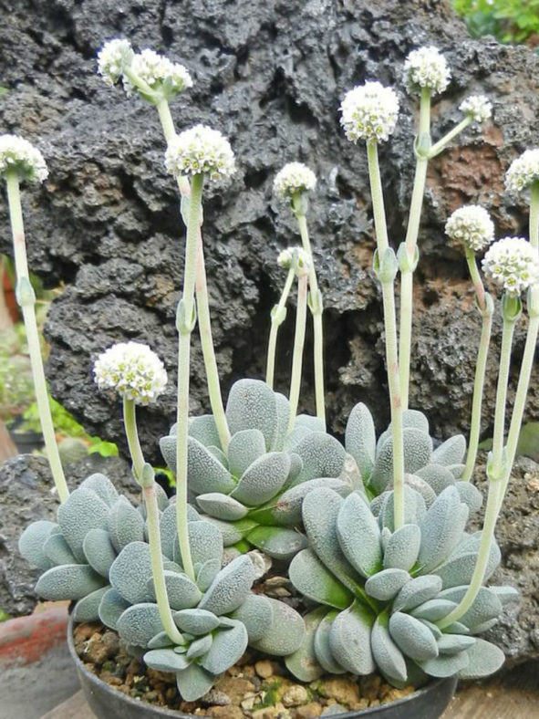 Crassula tecta - Lizard Skin Crassula