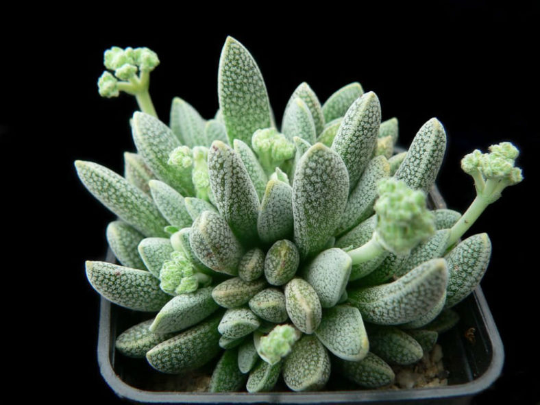 Crassula tecta - Lizard Skin Crassula