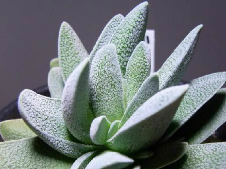 Crassula tecta