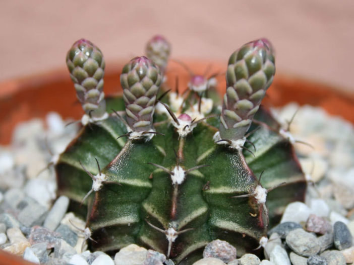 Gymnocalycium mihanovichii (Chin Cactus)