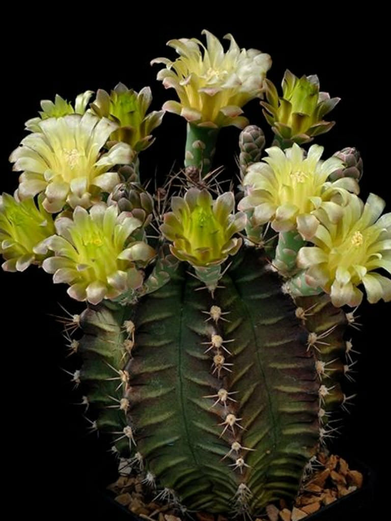 Gymnocalycium  mihanovichii Chin Cactus  World of Succulents
