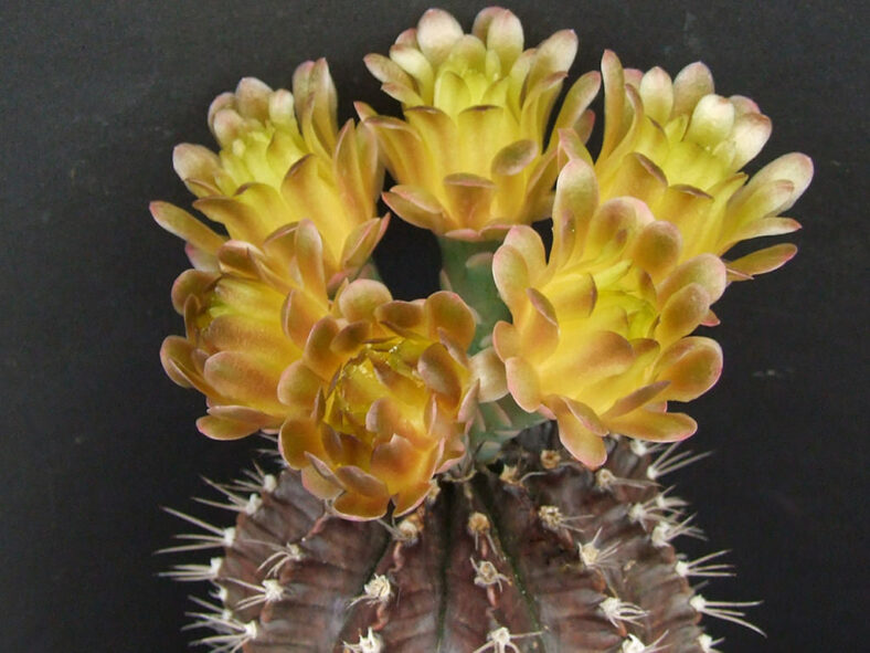 Gymnocalycium mihanovichii, commonly known as Chin Cactus