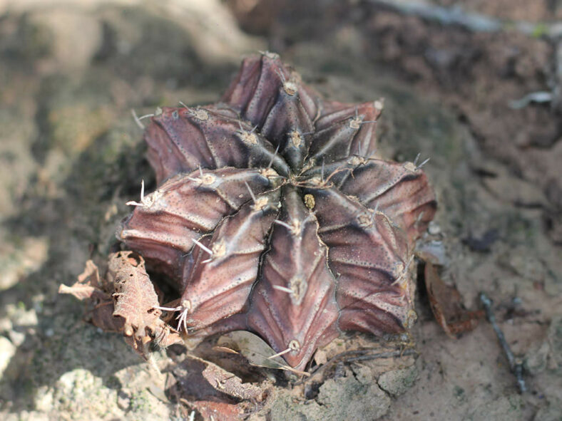 Gymnocalycium mihanovichii, commonly known as Chin Cactus