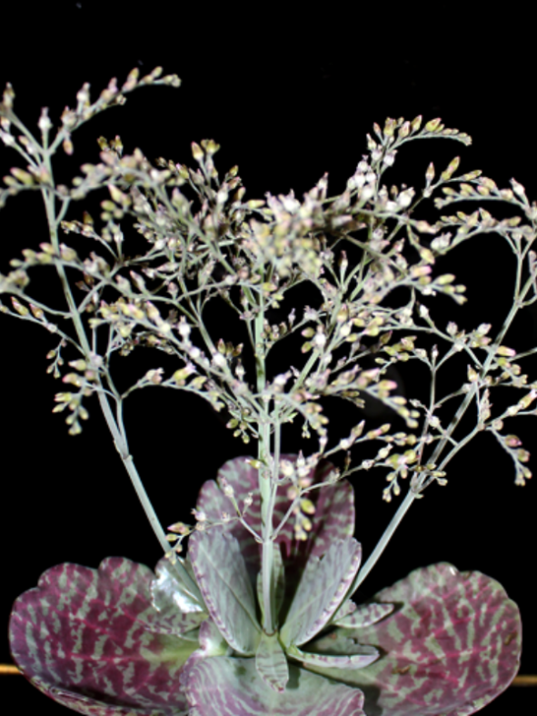 Kalanchoe humilis