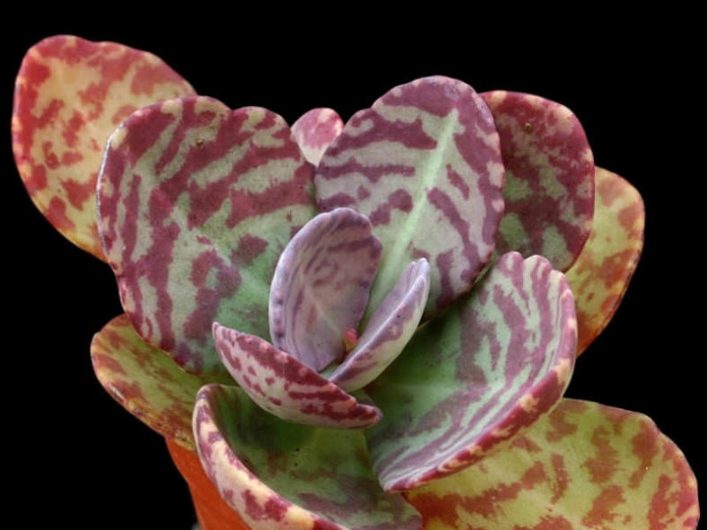 Kalanchoe humilis