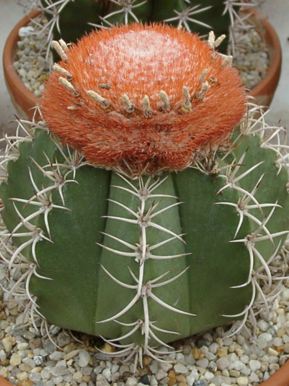 Melocactus matanzanus - Dwarf Turk's Cap Cactus