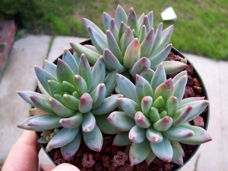 Pachyphytum compactum