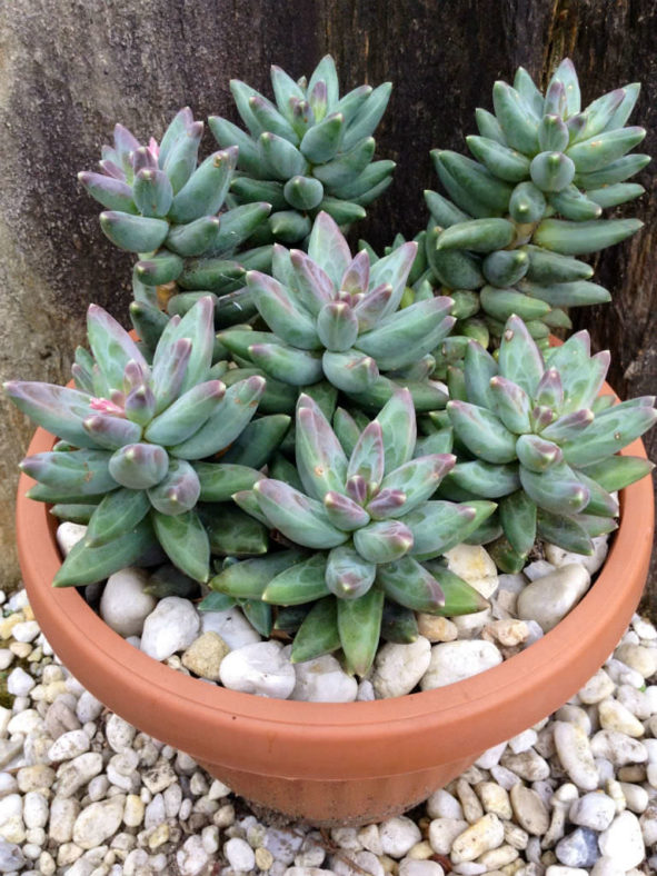 Pachyphytum compactum