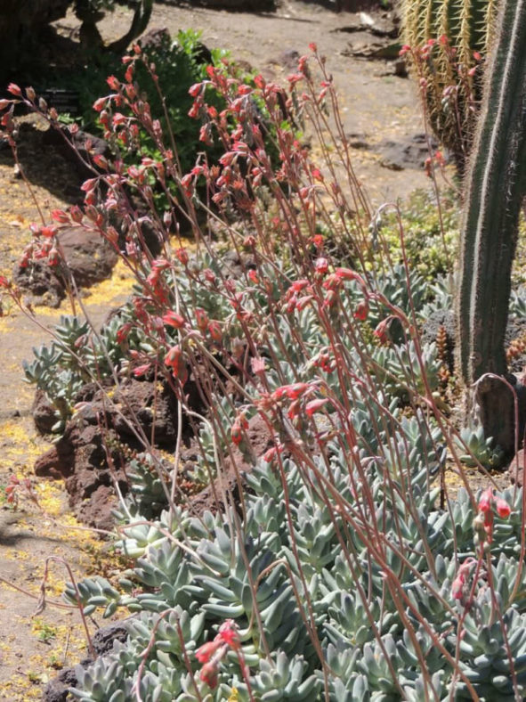 Pachyphytum compactum