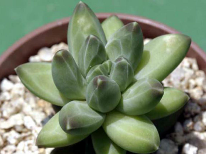 Pachyphytum compactum - World of Succulents