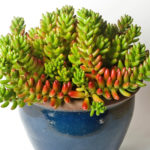 Sedum rubrotinctum (Jelly Bean Plant) aka Sedum x rubrotinctum