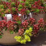 Sedum rubrotinctum (Jelly Bean Pflanze) aka Sedum x rubrotinctum