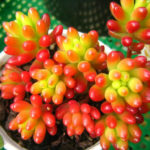 Sedum rubrotinctum (Jelly Bean Plant) aka Sedum x rubrotinctum