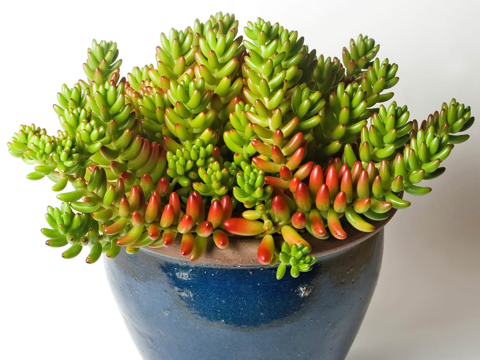 Types of Succulents - Learn About Nature