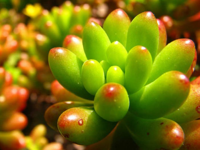 أفضل 12 نباتًا عصاريًا للحدائق المنزلية Sedum-rubrotinctum3-702x527