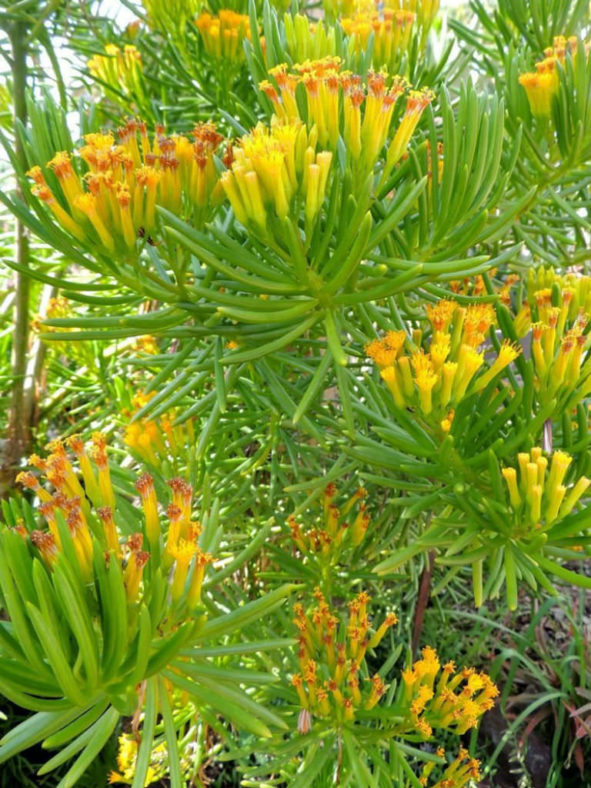 Senecio barbertonicus - Succulent Bush Senecio