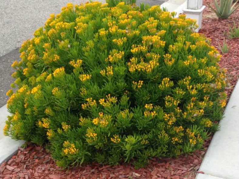 Senecio barbertonicus - Succulent Bush Senecio