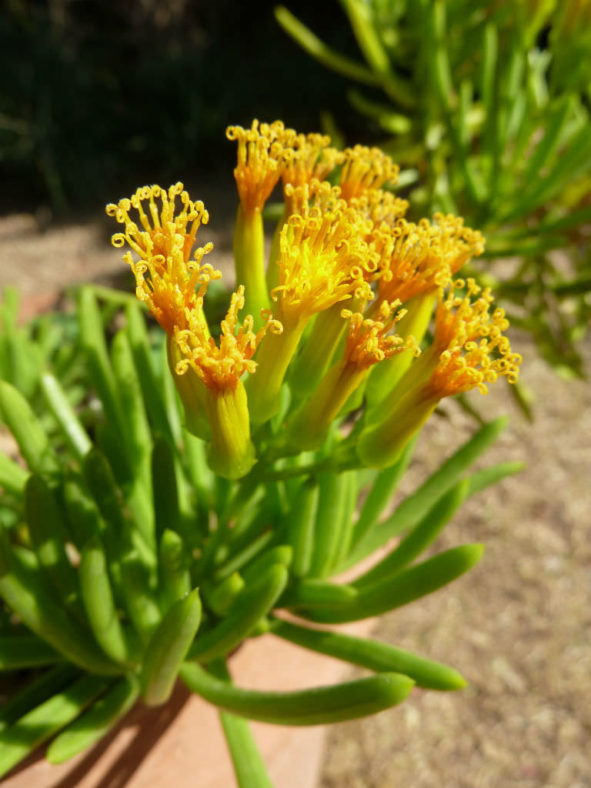 Senecio barbertonicus - Succulent Bush Senecio