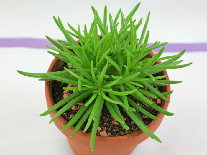 Senecio barbertonicus - Succulent Bush Senecio