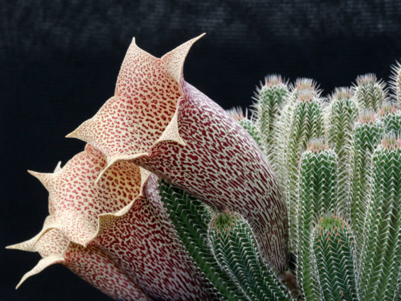 Tavaresia barklyi (Thimble Flower)