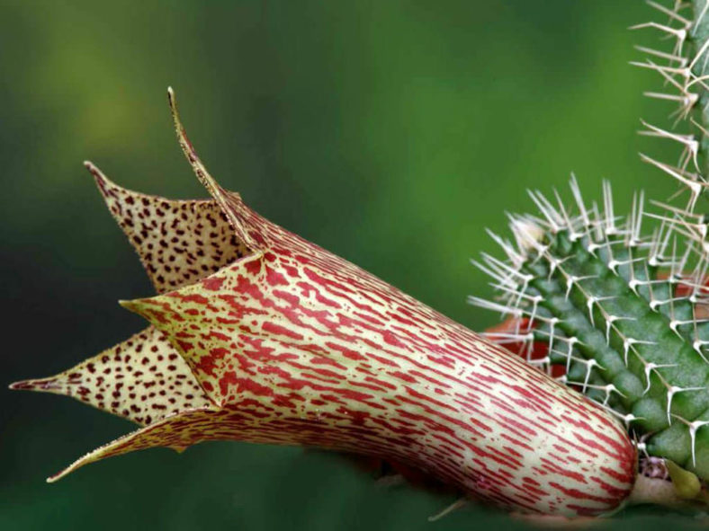 Tavaresia barklyi (Thimble Flower)