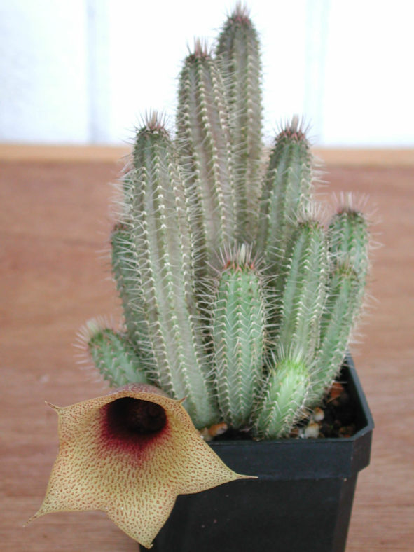 Tavaresia barklyi (Thimble Flower)