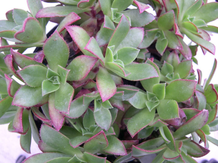 Aeonium decorum (Green Pinwheel)