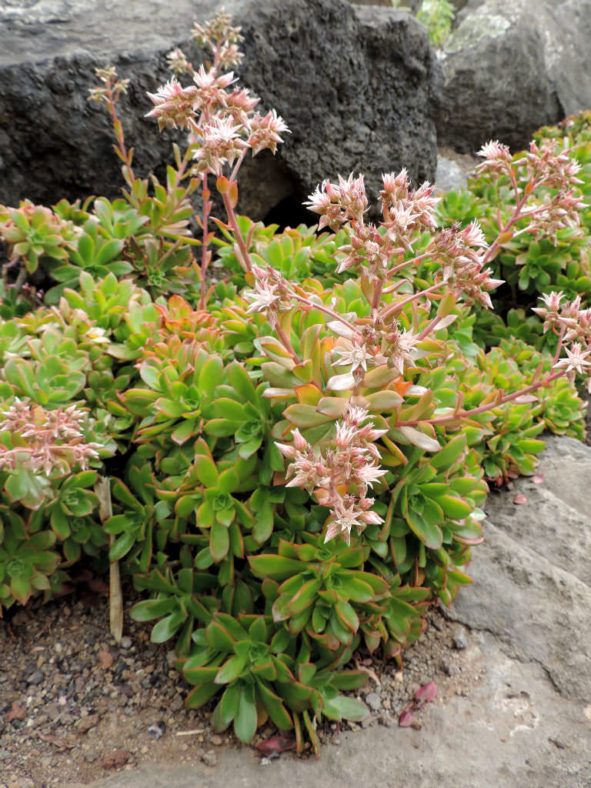 Aeonium decorum (Green Pinwheel)