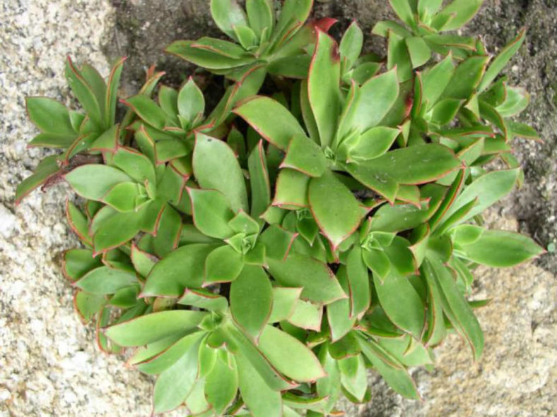 Aeonium decorum (Green Pinwheel)