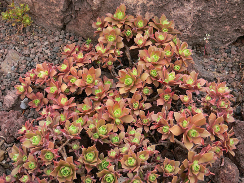 Aeonium decorum (Green Pinwheel)