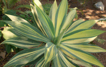 Agave attenuata 'Variegata' (Variegated Fox Tail Agave) Agave attenuata 'Variegata' (Variegated Fox Tail Agave)