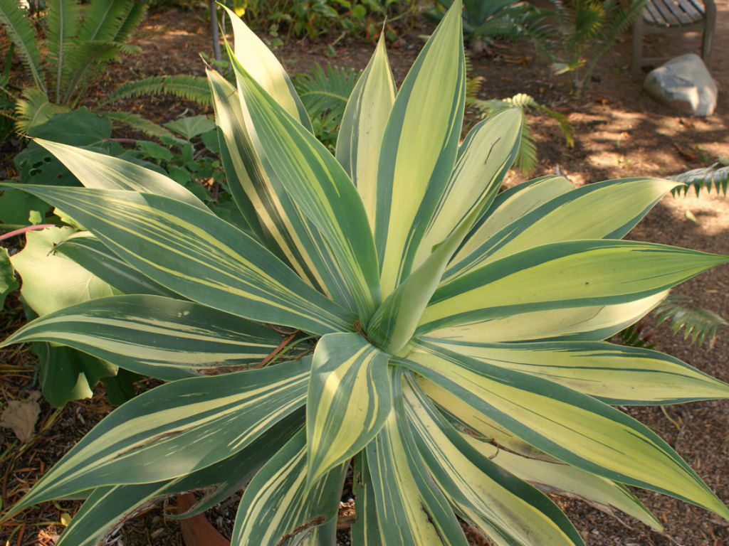 Agave attenuata Variegata - World of Succulents