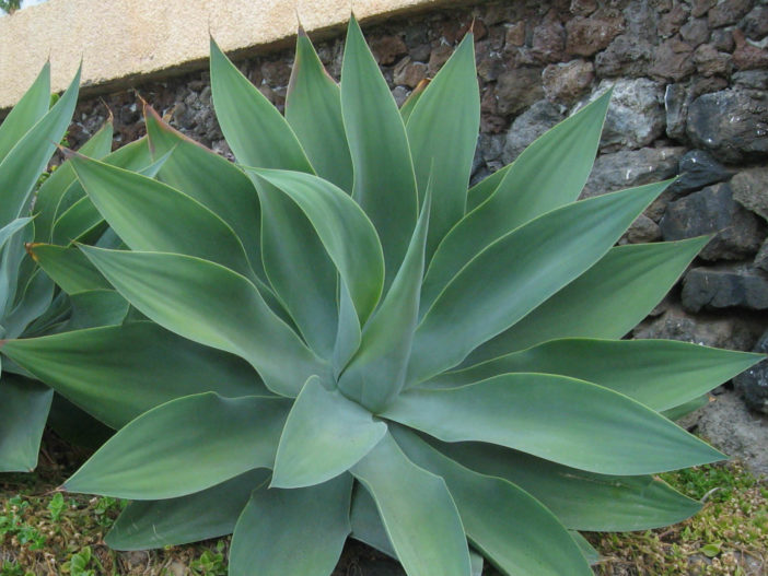 أفضل 12 نباتًا عصاريًا للحدائق المنزلية Agave-attenuata3-702x527