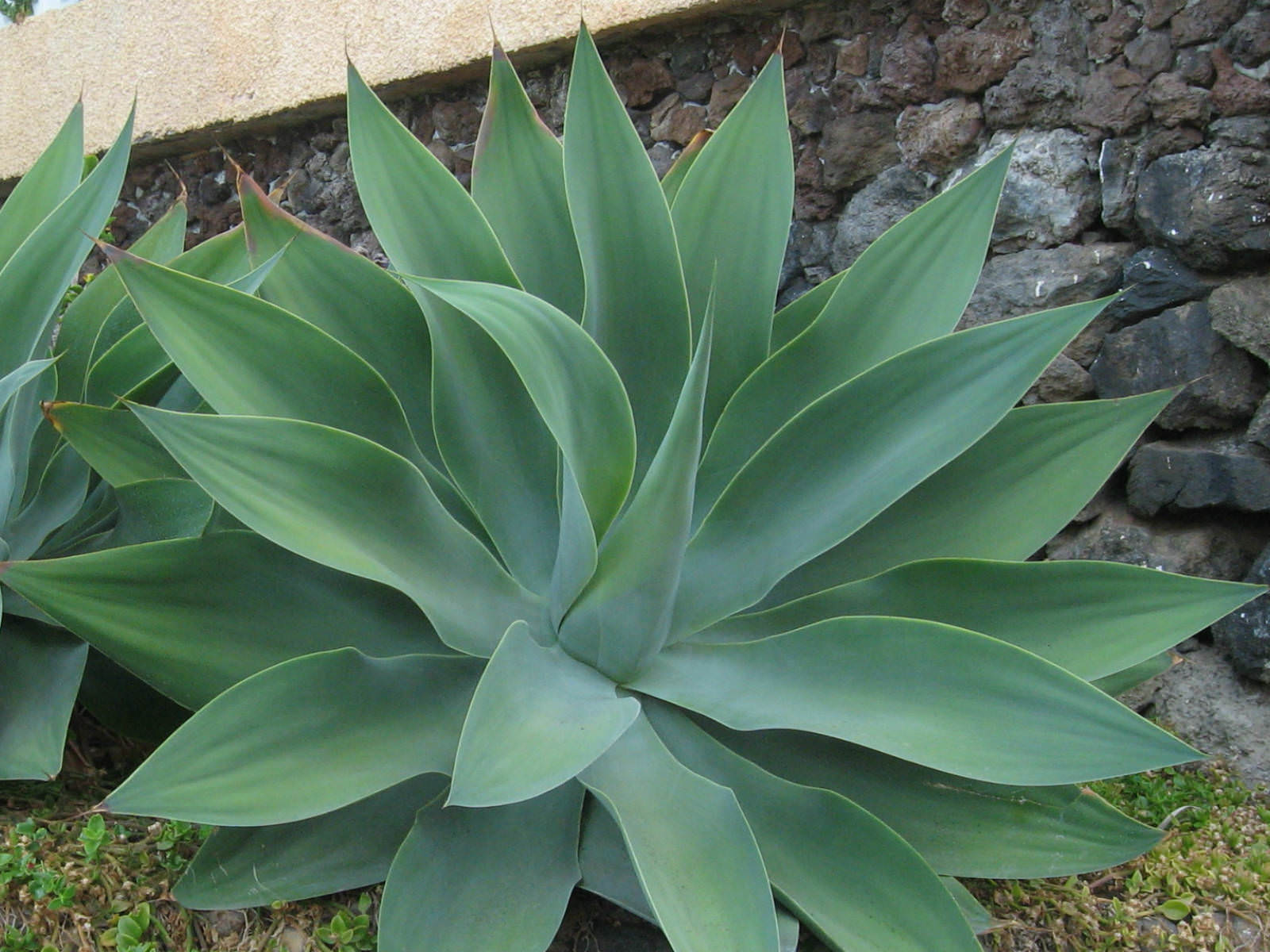 agave-attenuata-fox-tail-agave-world-of-succulents