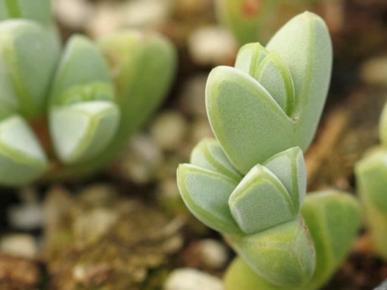 Braunsia apiculata - Ice Plant