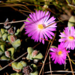 Braunsia apiculata (Ice Plant) - World of Succulents