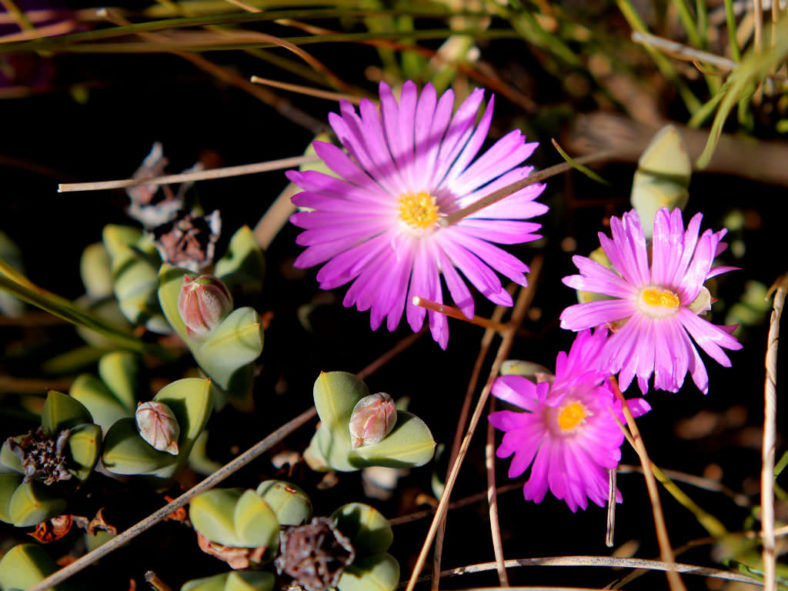 Braunsia apiculata - Ice Plant