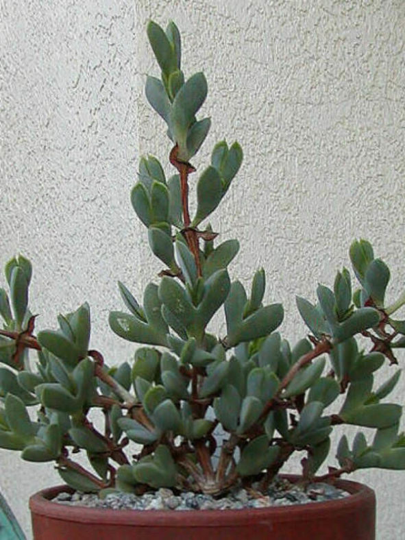 Braunsia apiculata - Ice Plant