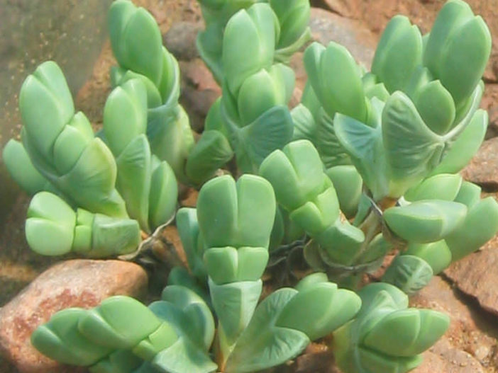 Braunsia apiculata - Ice Plant