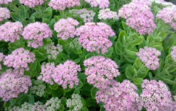 Ice Plant World Of Succulents