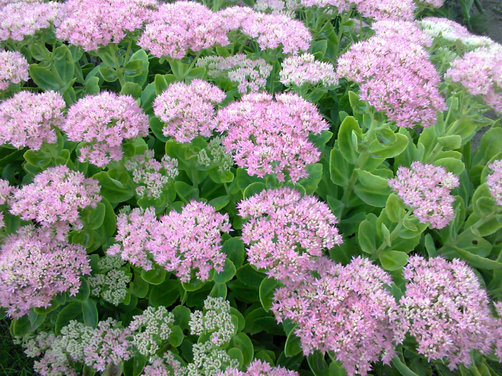 Hylotelephium spectabile (Showy Stonecrop) aka Sedum spectabile