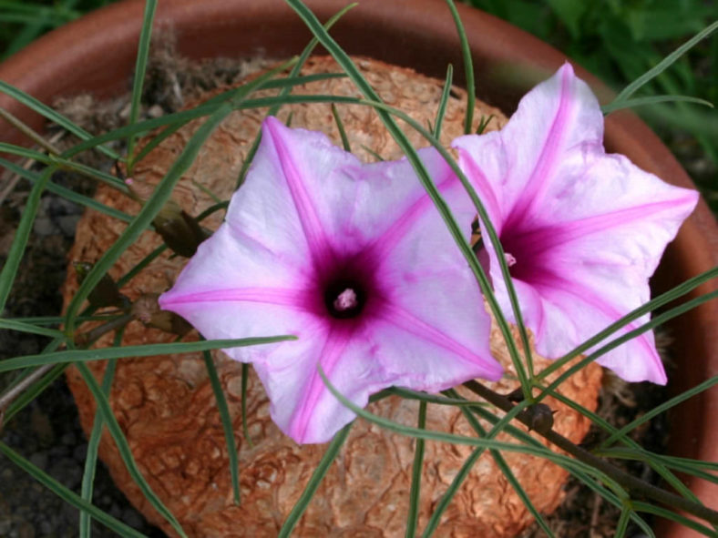 Ipomoea bolusiana