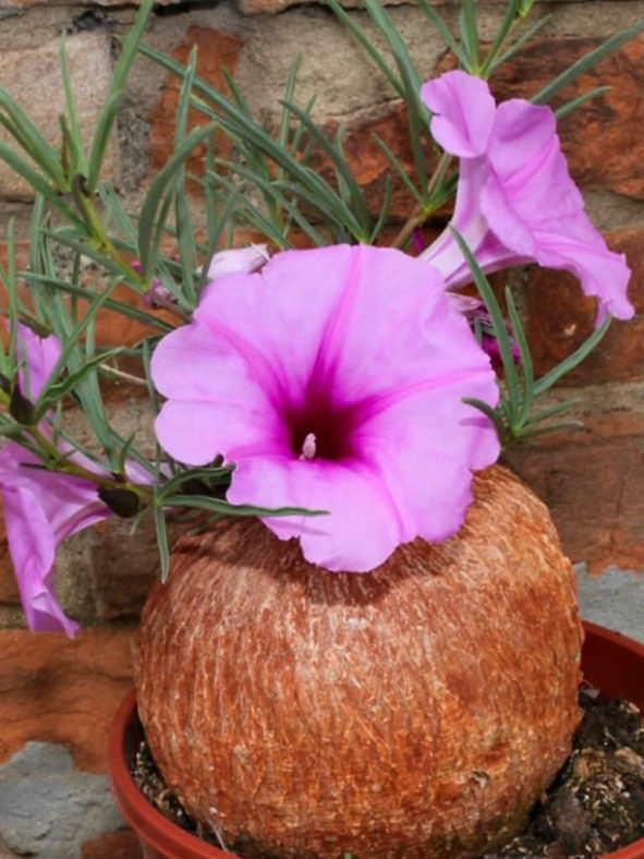 Ipomoea bolusiana