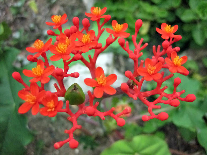 Jatropha podagrica (Buddha Belly Plant)