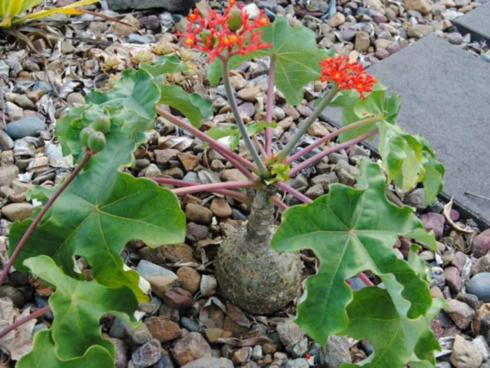 Jatropha podagrica