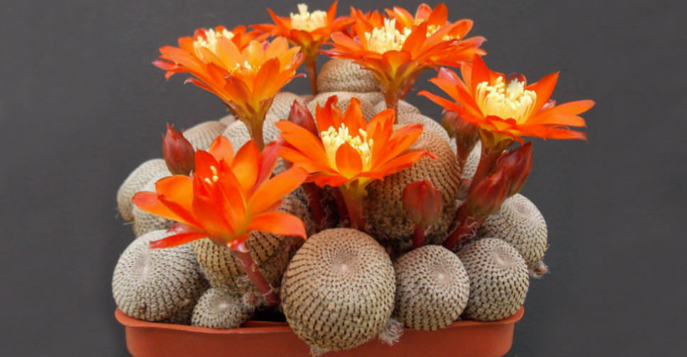 Aylostera heliosa - World of Succulents